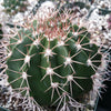 Melocactus violaceus no cephalium