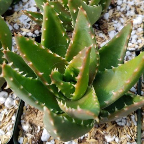 gold tooth aloe vera plant Golden Toothed Aloe