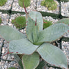 Agave parryi huachucensis