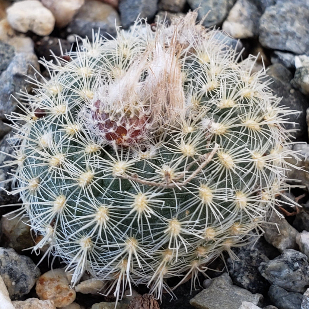 Frailea tenuissima albisetosa