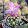 Echinofossulocactus ochoterenae