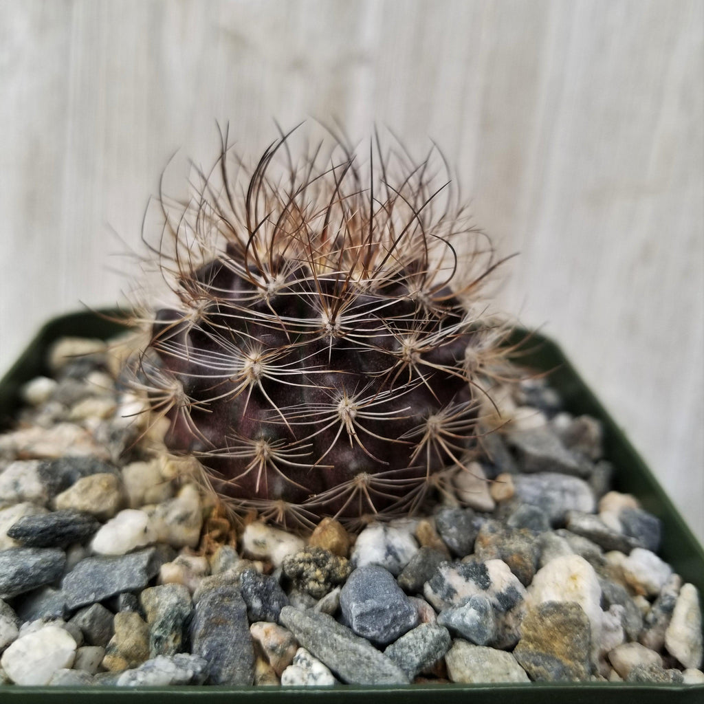 Neoporteria multicolor