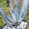 Aloe capitata quartziticola