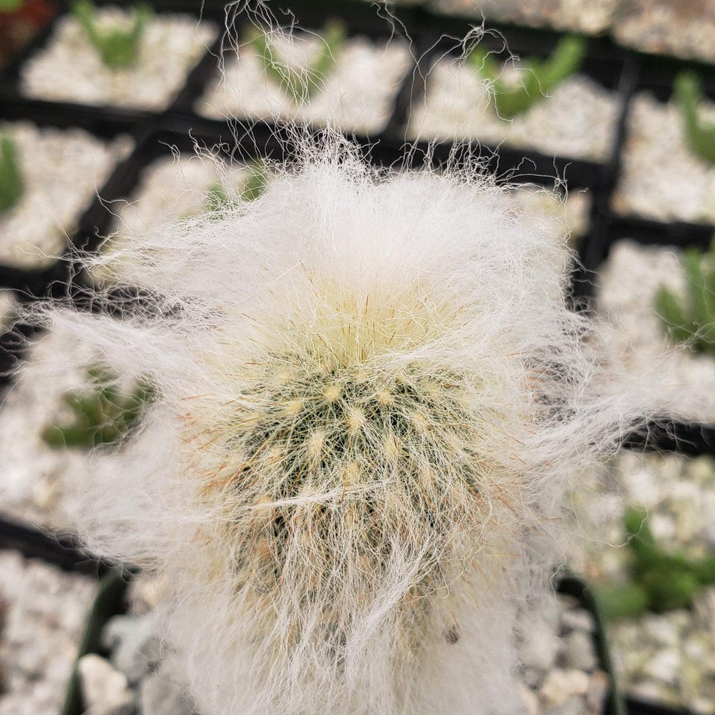 Espostoa lanata peruvian old man