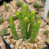 Monadenium ellenbeckii