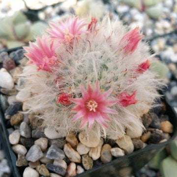 Buy Mammillaria Bocasana v. Multilanata