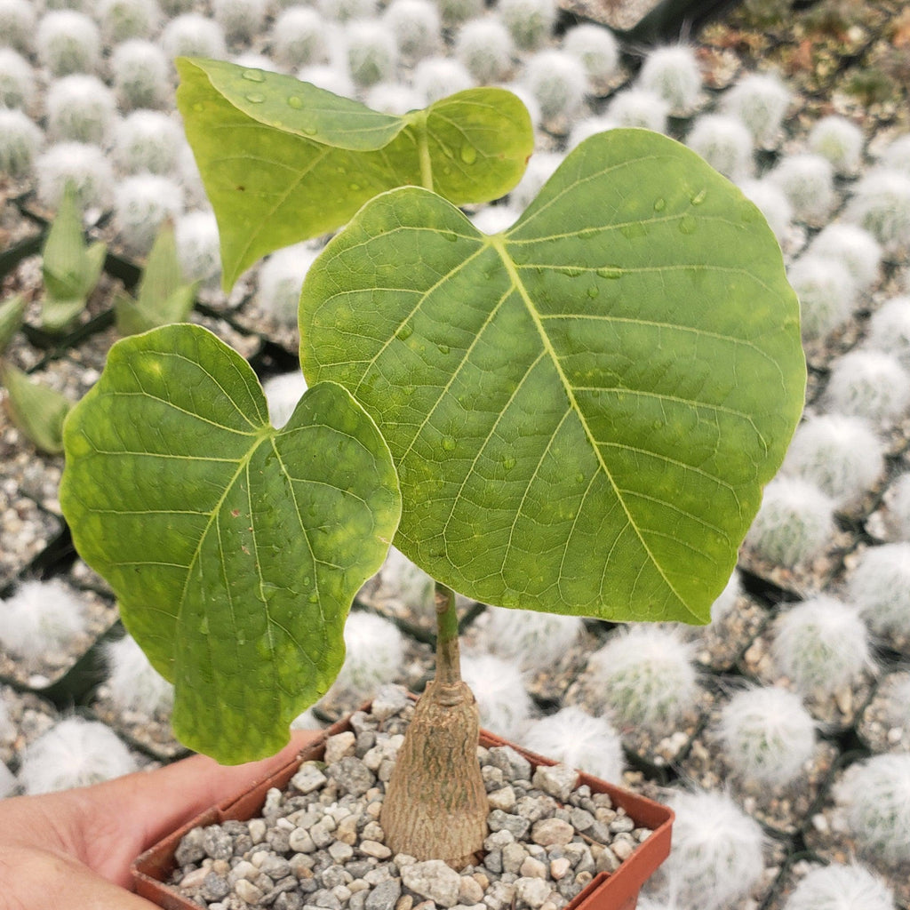 Shaving Brush Tree - Pseudobombax ellipticum