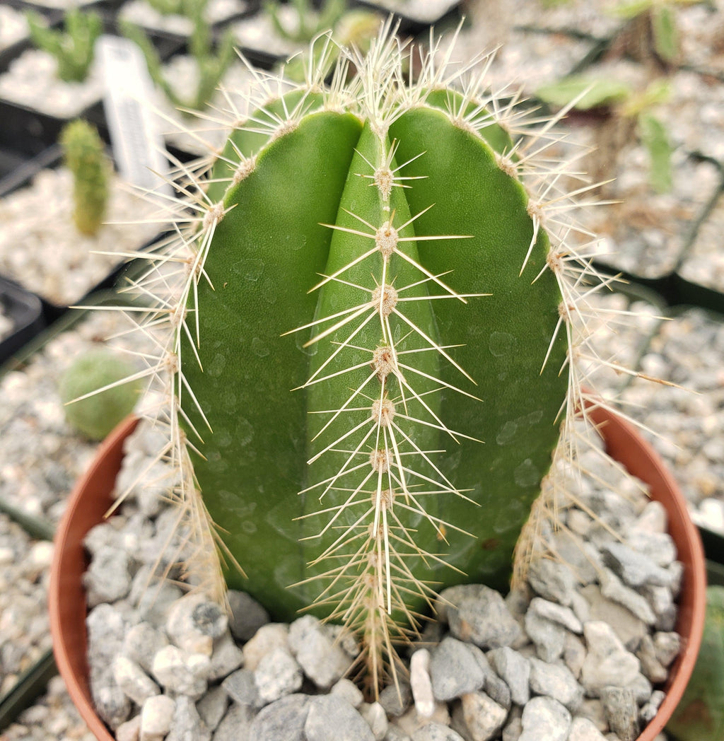 Stenocereus dumortieri