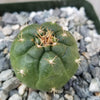 Matucana oreodoxa