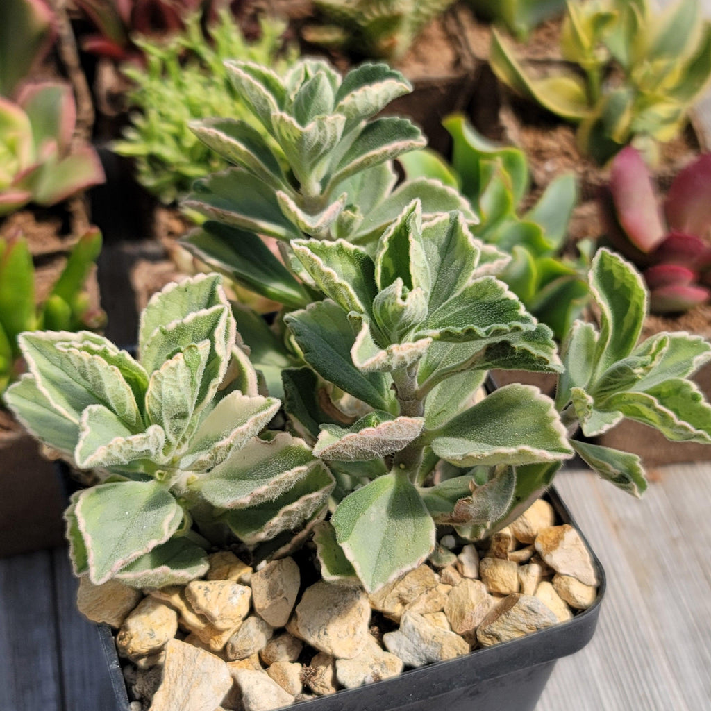 Plectranthus neochilus variegata