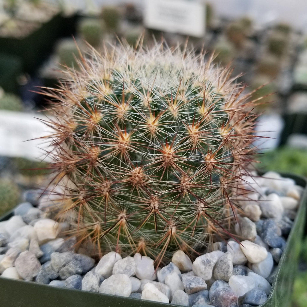 Sulcorebutia tiraquensis bicolorispina
