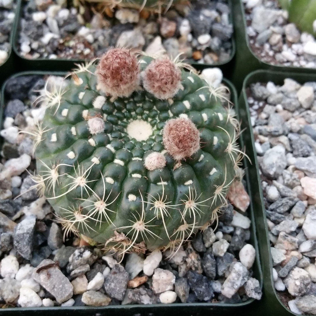 Notocactus concinnus