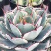 Variegated Butterfly Agave - Agave potatorum &