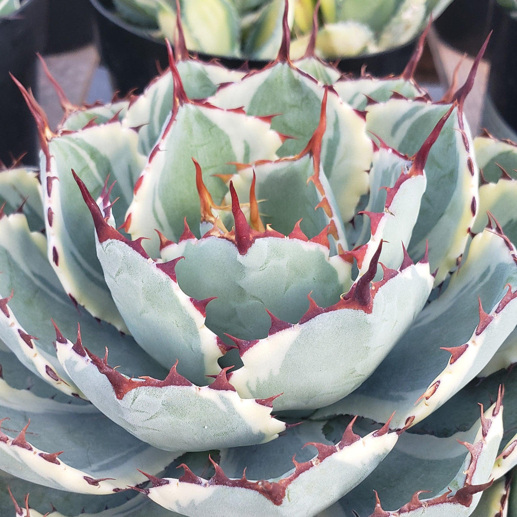 Variegated Butterfly Agave - Agave potatorum &