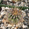 Echinopsis melanopotamica