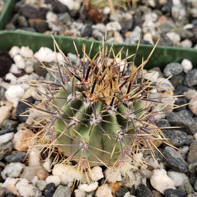 Echinopsis melanopotamica