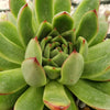 Echeveria agavoides