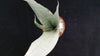 Moonshine Snake Plant - Sansevieria moonshine