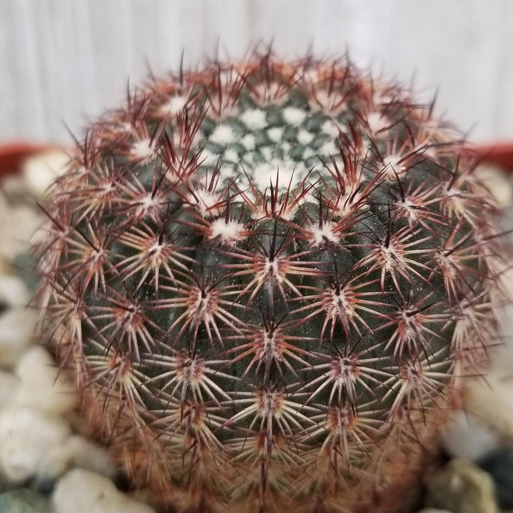 Notocactus rutilans