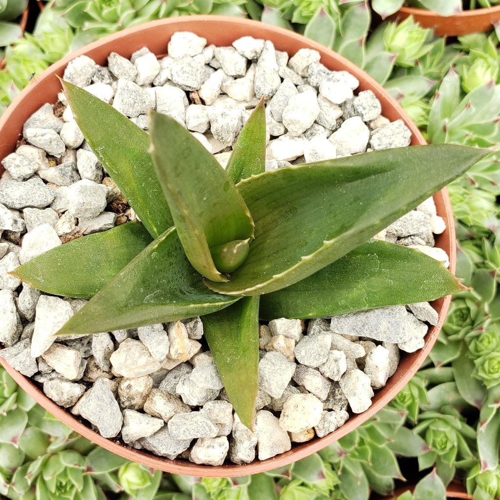 Aloe Black Gem – Alworthia Black Gem