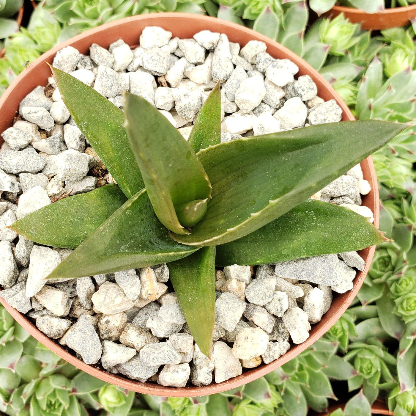 Aloe Haworthia pentagona 'Alworthia Black Gem'