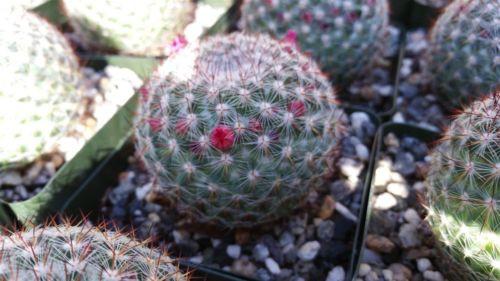 Rainbow Pincushion - Mammillaria rhodantha mccartenii