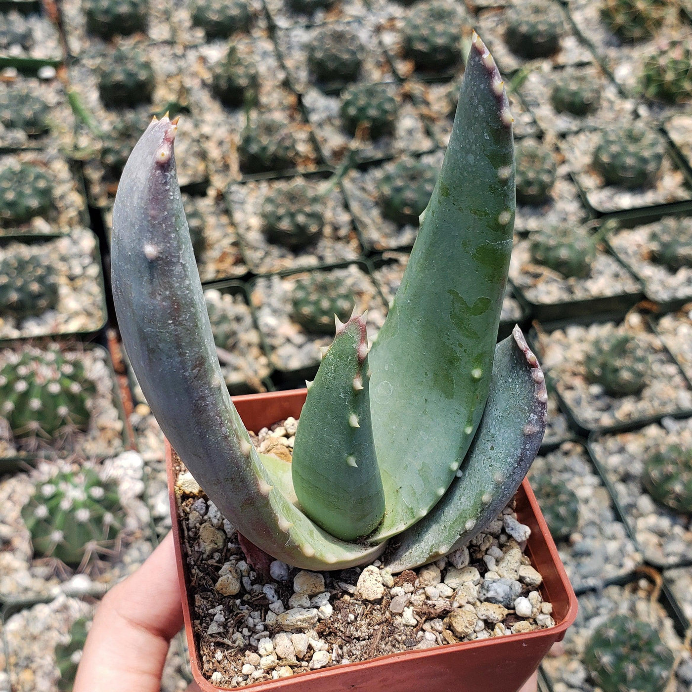 Aloe comptonii