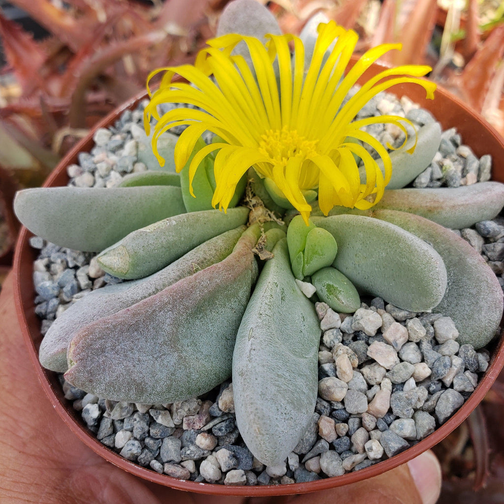 Glottiphyllum oligocarpum