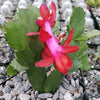 Red Thanksgiving Cactus &