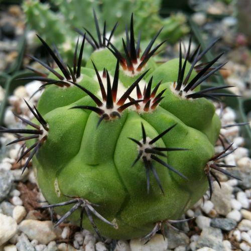 Copiapoa carrizalensis