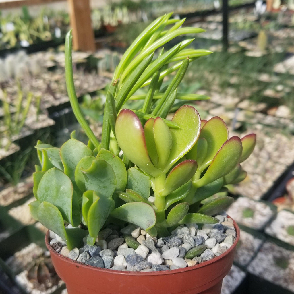 Succulent Garden Arrangement