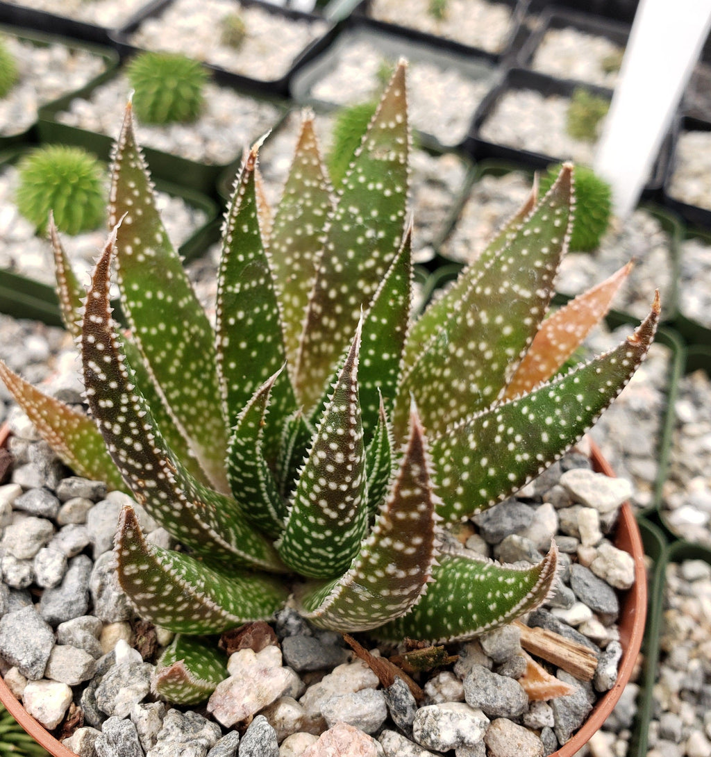 Gasteraloe beguinii lizard tail