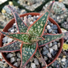 Aloe Hybrid