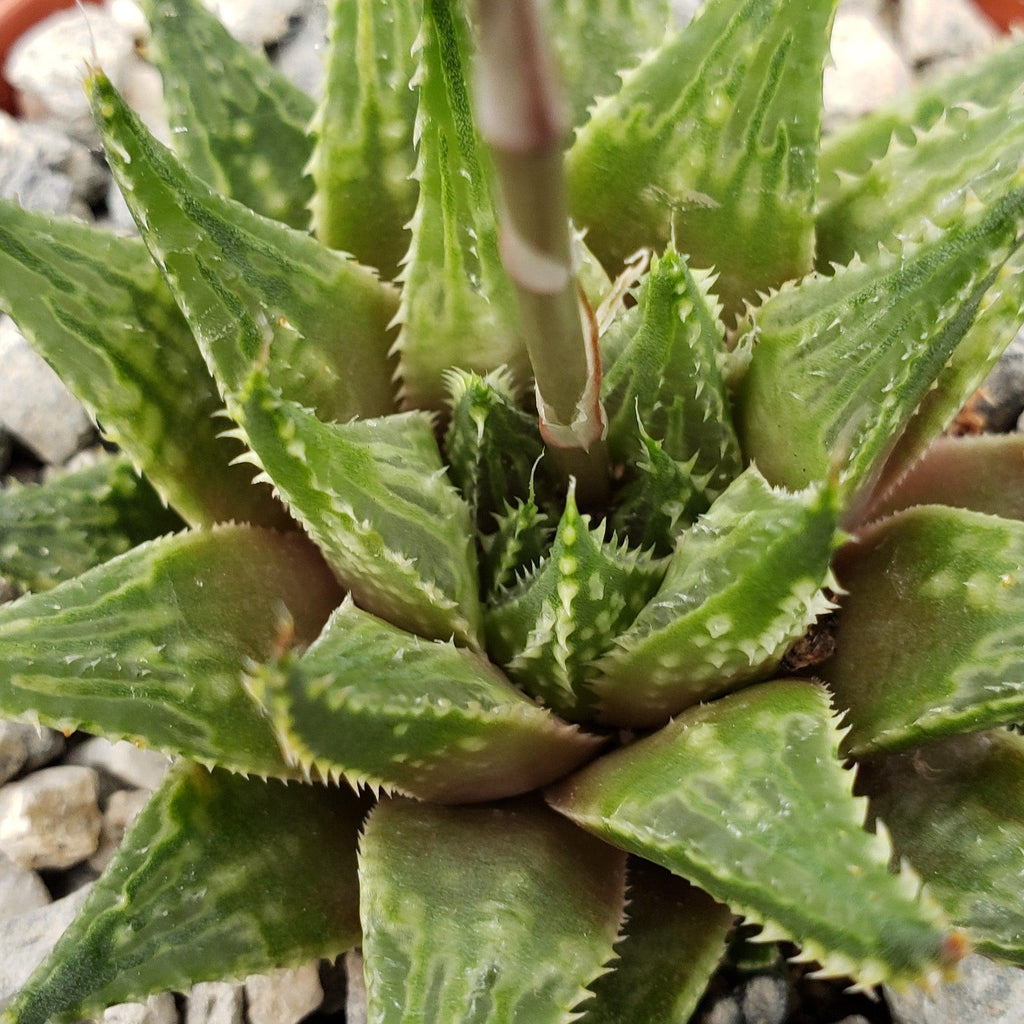 Haworthia guttata