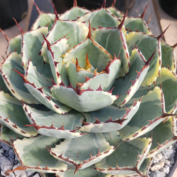 Butterfly Agave potatorum 'Kissho Kan' Info - Shop at Planet Desert