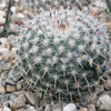 Mammillaria albata