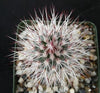 Echinocereus vivediflorus canus