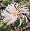 Gymnocalycium buenekeri