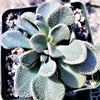 Aloinopsis rosulatum