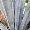 Blue agave - Agave Tequilana &