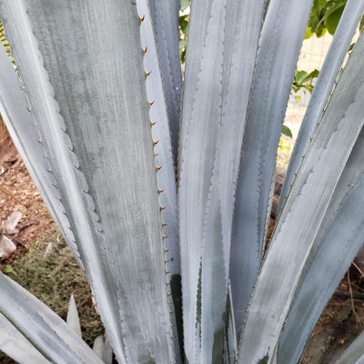 Blue agave - Agave Tequilana