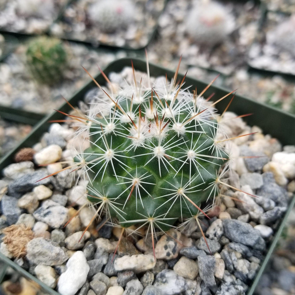 Mammillaria Rubrograndis