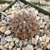 Gymnocalycium occultum