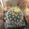 Echinofossulocactus albatus