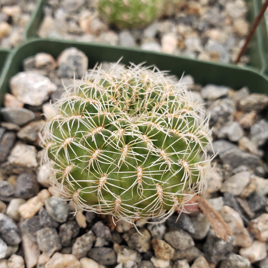 Sulcorebutia steinbachii veronikae
