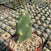 Opuntia quimilo