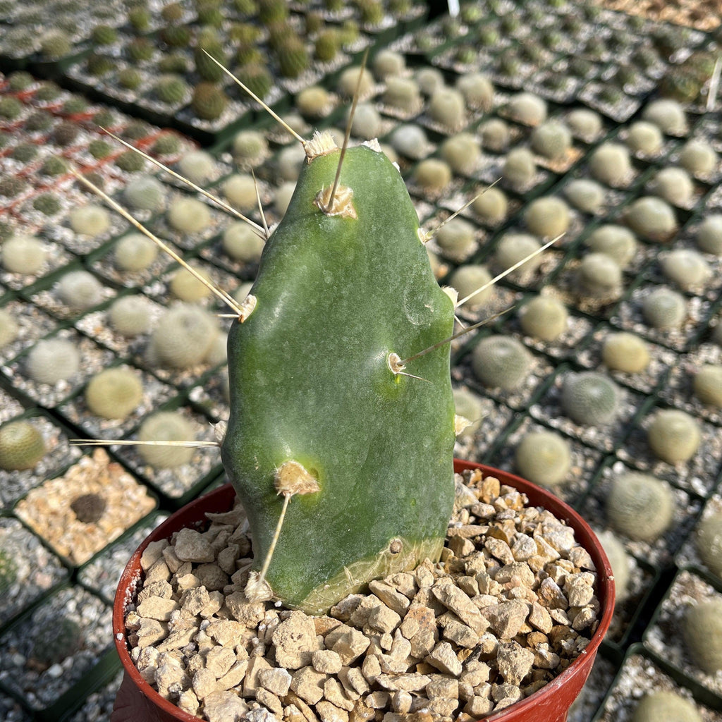 Opuntia quimilo