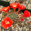 Rebutia kupperiana