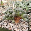 Aloinopsis schooneesii