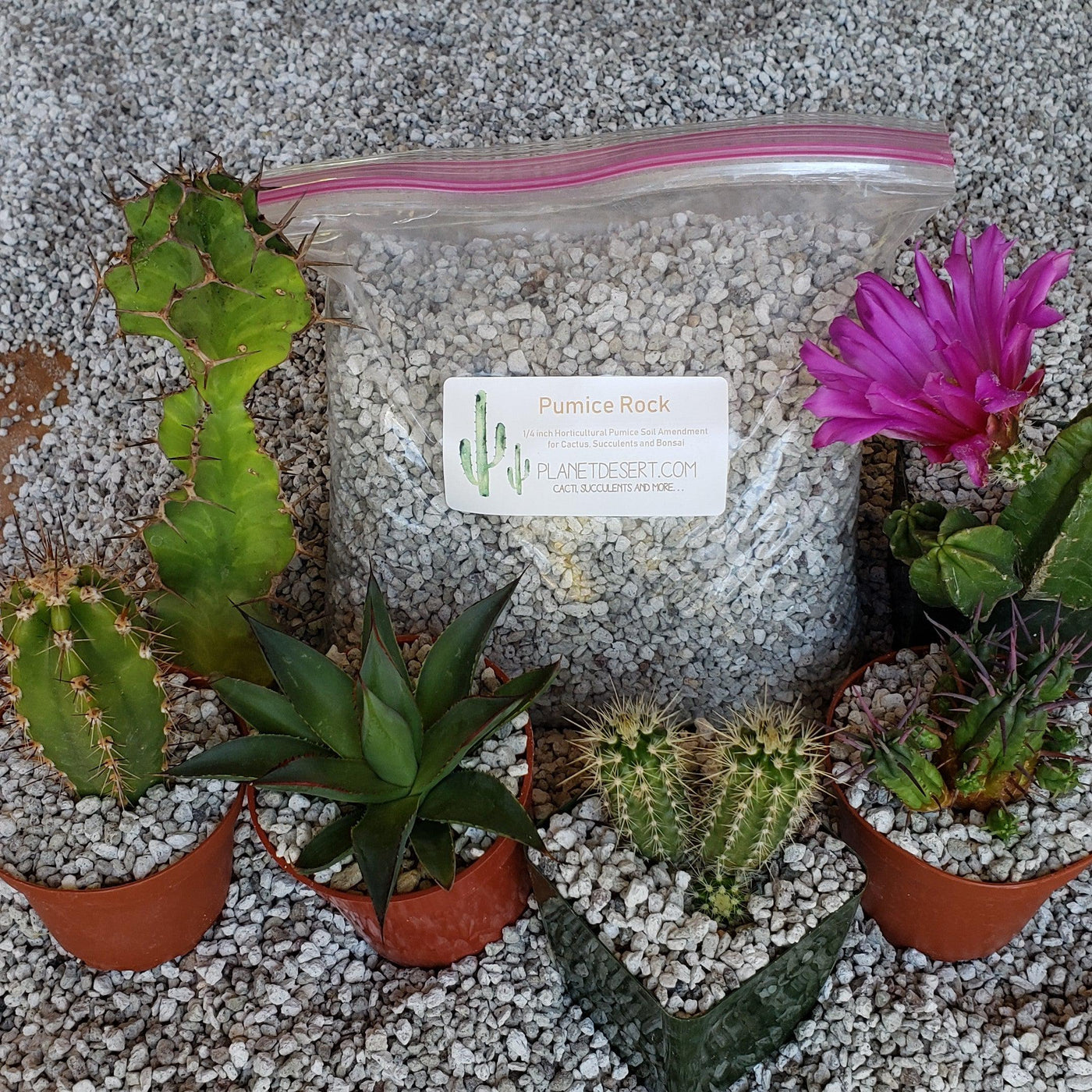 2 Quarts 1/4 Horticultural Cactus Succulent Bonsai Pumice Soil